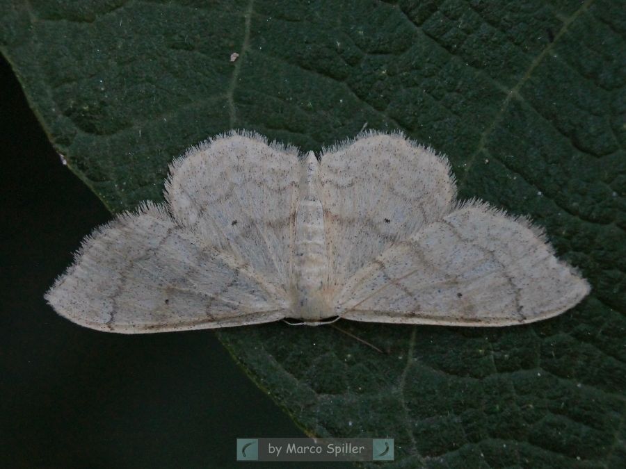 Falena bianca da identificare - Idaea straminata